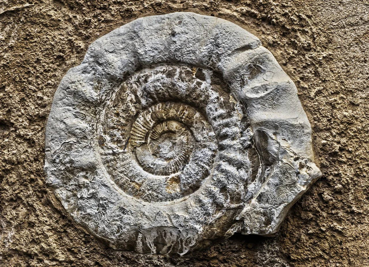 Fósil de ammonite incrustado en una roca mostrando detalles en espiral.