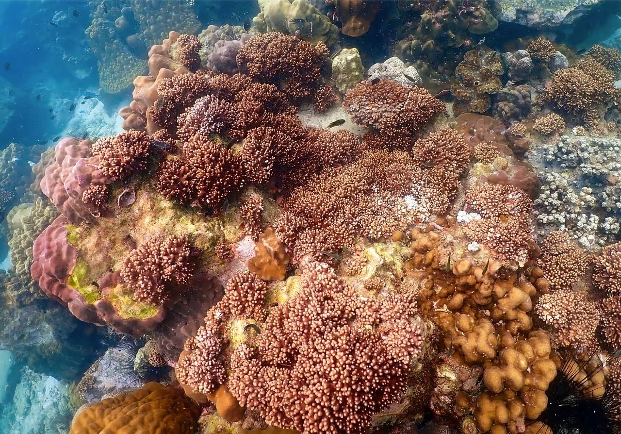 Vista submarina de un arrecife de coral lleno de vida, con tonos rojizos y marrones, rodeado de aguas cristalinas y peces pequeños.