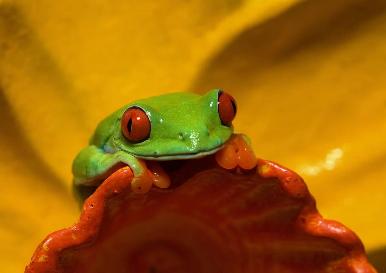 Rana arborícola de ojos rojos, con cuerpo verde vibrante y patas naranjas, posada sobre una superficie amarilla.
