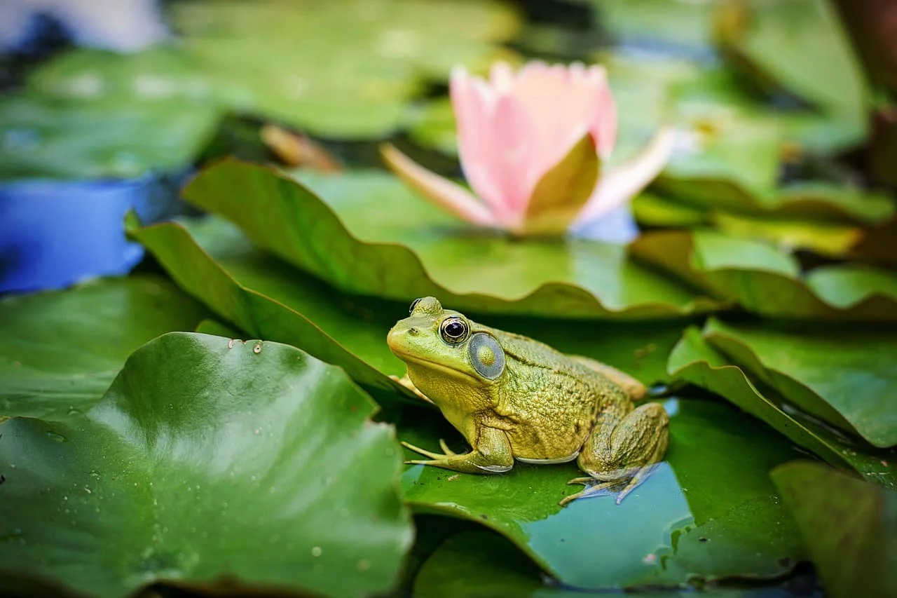 Rana toro americana descansando sobre una hoja flotante en un estanque, con una flor de loto rosa en el fondo.