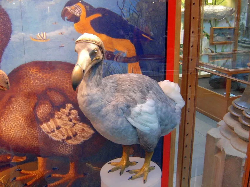 Réplica del dodo en un museo, mostrando su tamaño, plumaje grisáceo y pico curvado, en un entorno histórico que incluye representaciones artísticas de su hábitat natural.