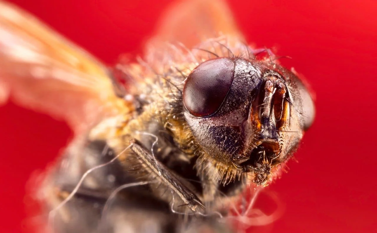 Una ilustración de una mosca con un fondo rojo.