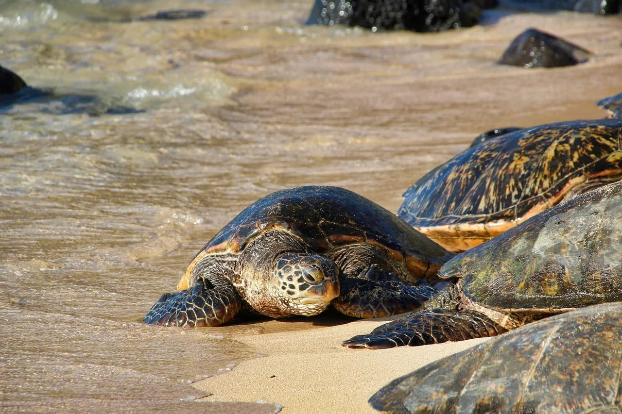 Tortugas marinas descansando en la orilla de una playa, con el agua del océano acariciando la arena.