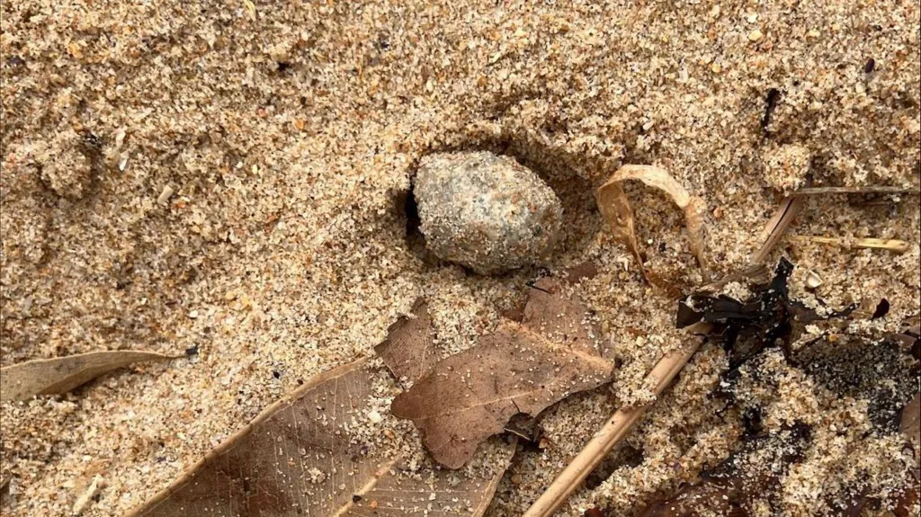 Primer plano de una bola misteriosa encontrada en una playa de Sydney, rodeada de arena y hojas.