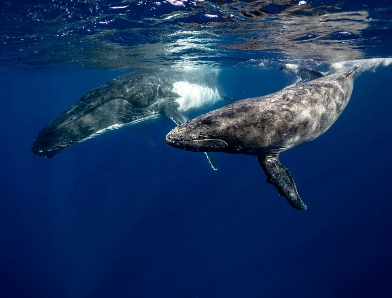 Ballenas jorobadas nadando en aguas profundas, reflejando su imponente tamaño y belleza en el océano.