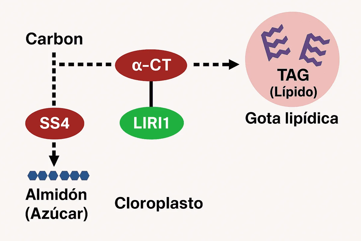 Diagrama del cloroplasto mostrando cómo el gen LIRI1 regula la asignación de carbono entre almidón y lípidos en plantas.