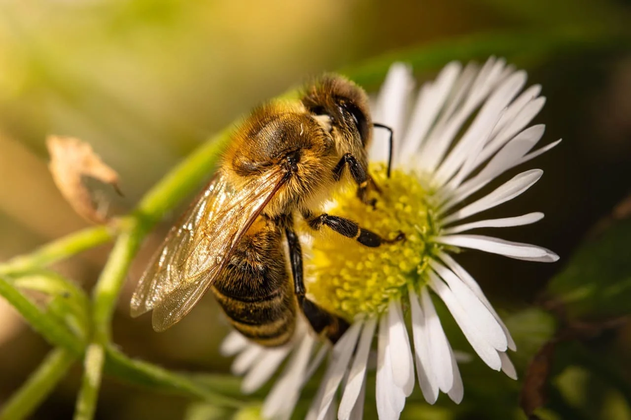 Abeja recolectando néctar sobre una margarita blanca en primer plano.