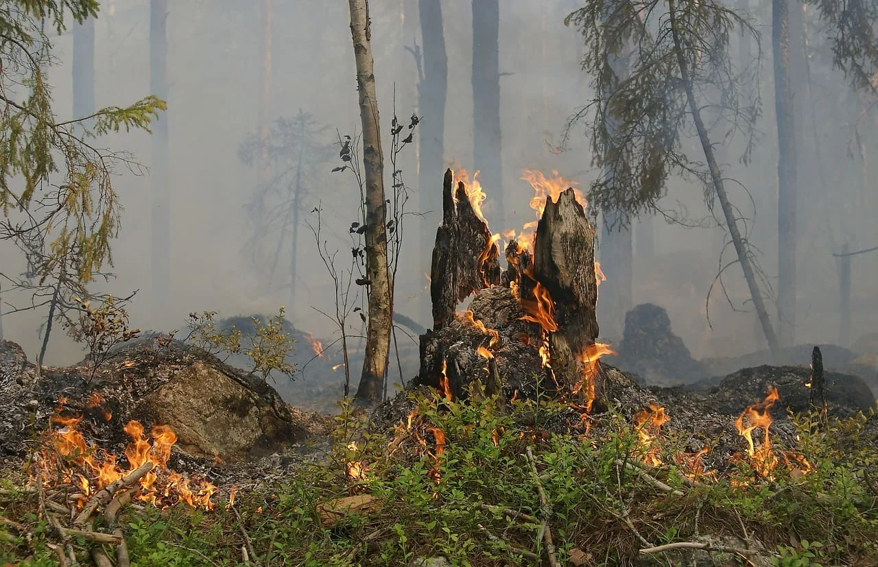 Incendio consumiendo árboles y vegetación en un área boscosa.