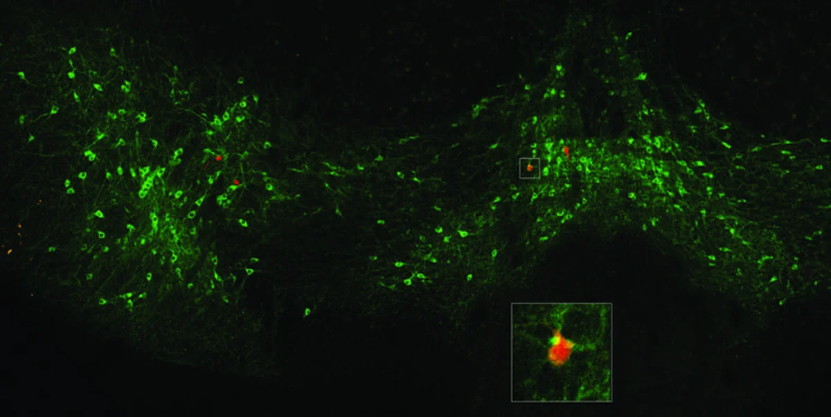 Neuronas dopaminérgicas del área tegmental ventral conectadas a la amígdala posterior, destacadas en verde y rojo.