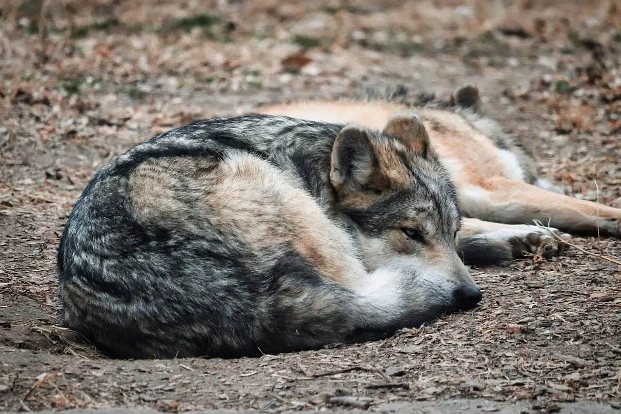 Lobo europeo descansando en el suelo, símbolo de resiliencia ecológica