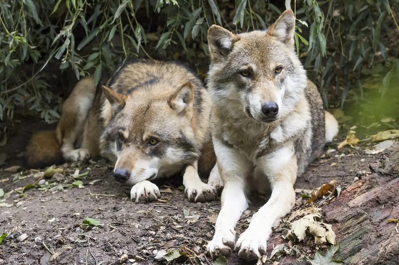 Pareja de lobos resguardados bajo la vegetación, observando con cautela