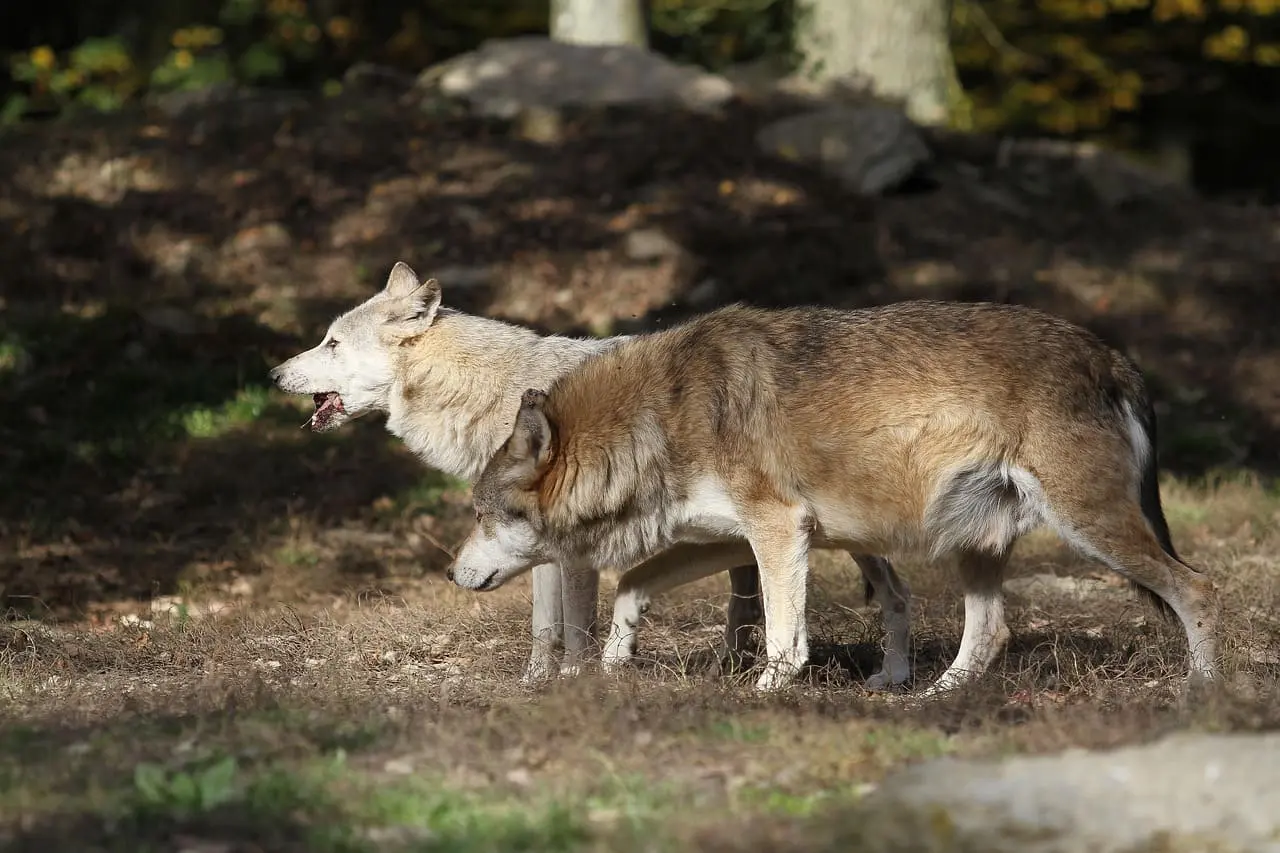 Dos lobos europeos recorriendo su hábitat durante el día