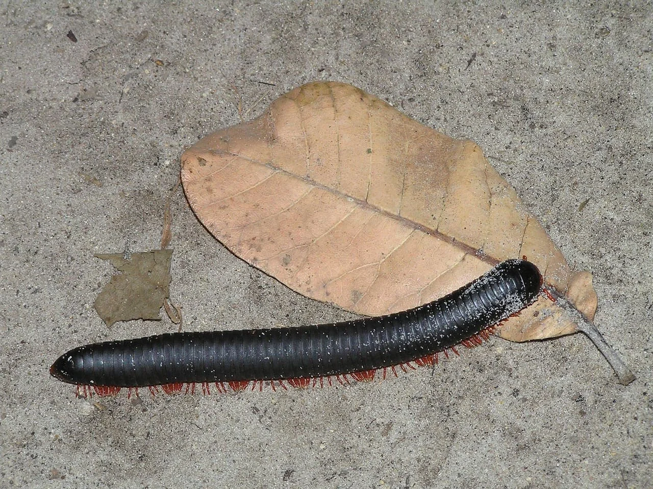 Miriápodo de cuerpo cilíndrico y patas rojas desplazándose junto a una hoja seca