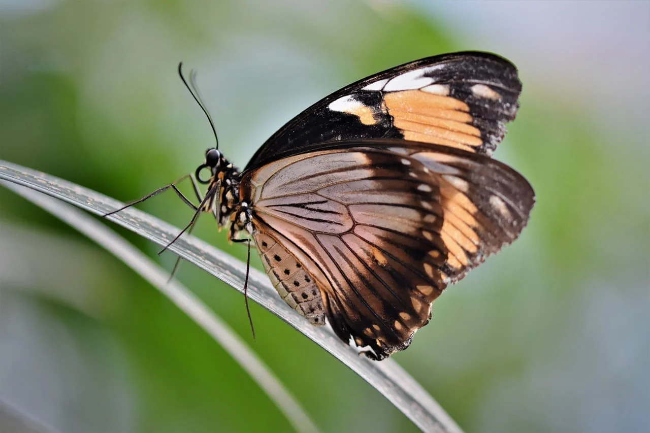 Mariposa de alas anaranjadas y negras posada sobre una hoja curva