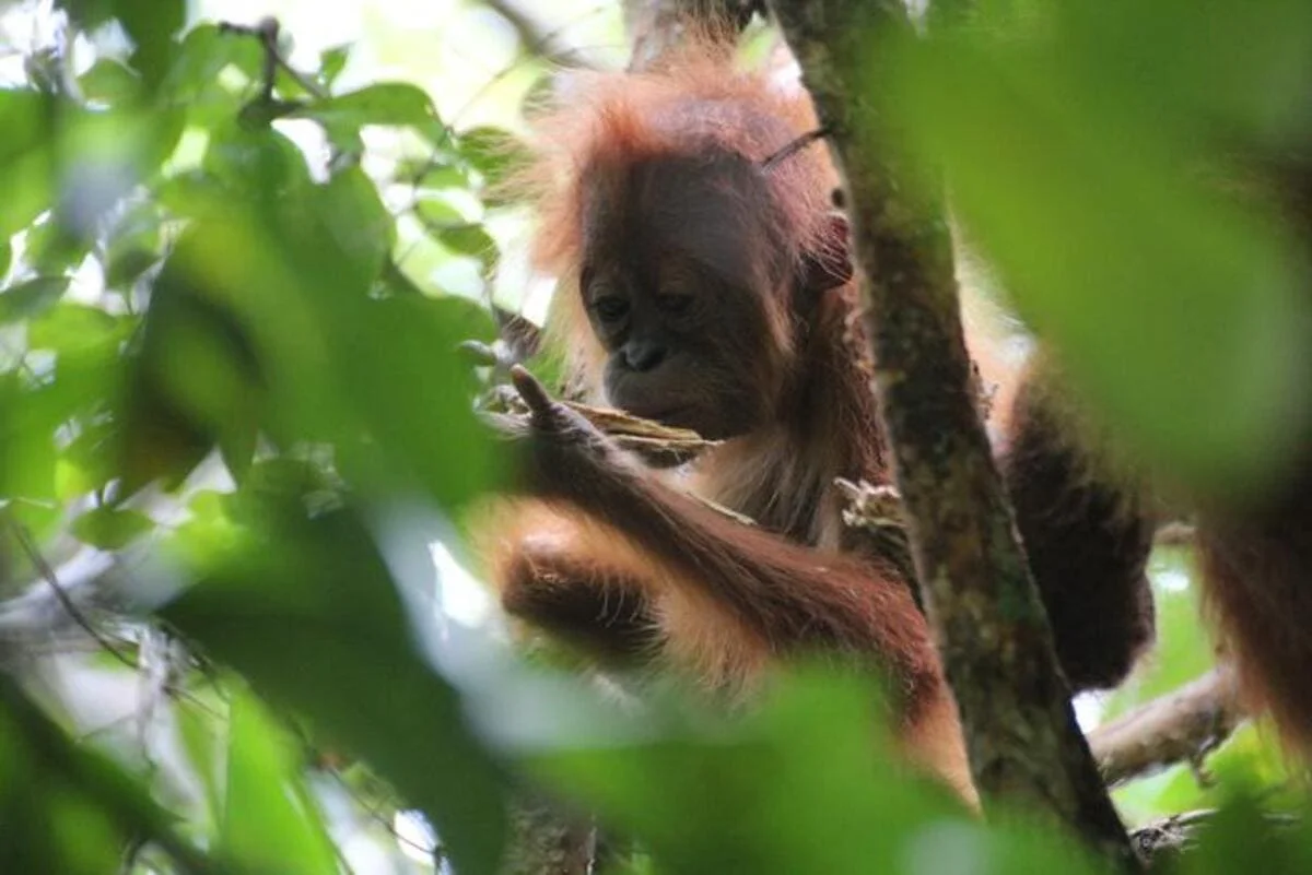 Orangután juvenil salvaje llamado Edén manipulando madera