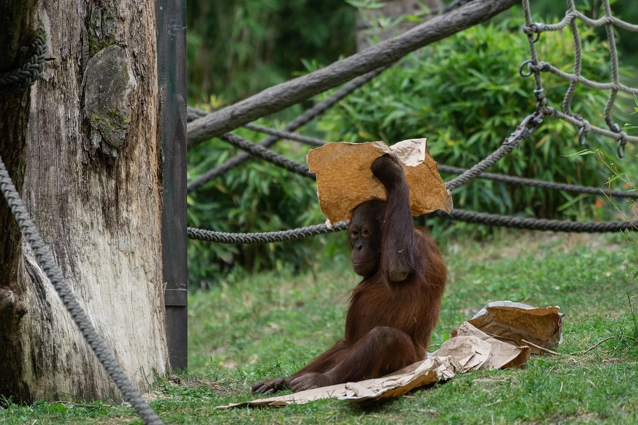 Orangután joven en zoológico explorando papel de enriquecimiento