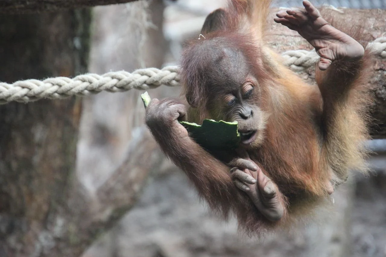 Orangután juvenil observa y manipula una hoja