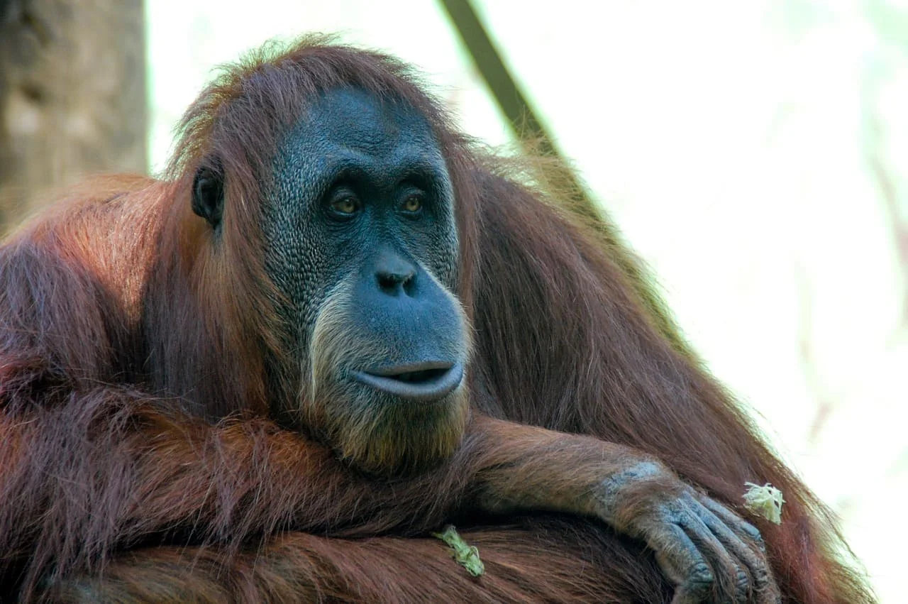 Orangután adulto en reposo con expresión atenta