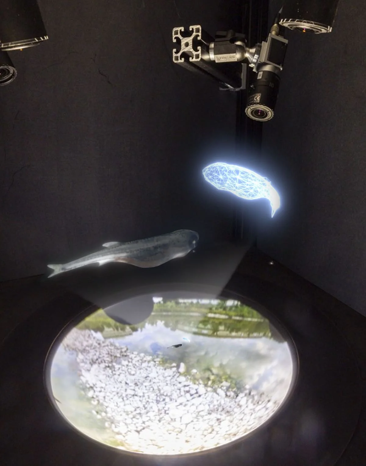 Peces cebra interactuando en realidad virtual con proyecciones holográficas