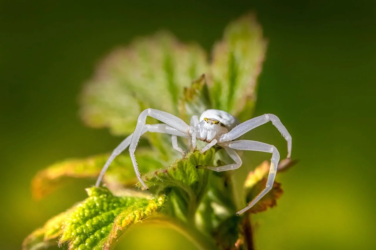 Araña cangrejo blanca en hoja verde