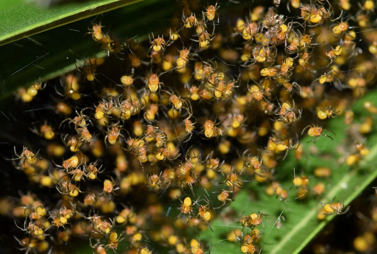 Crías de araña en su nido de seda