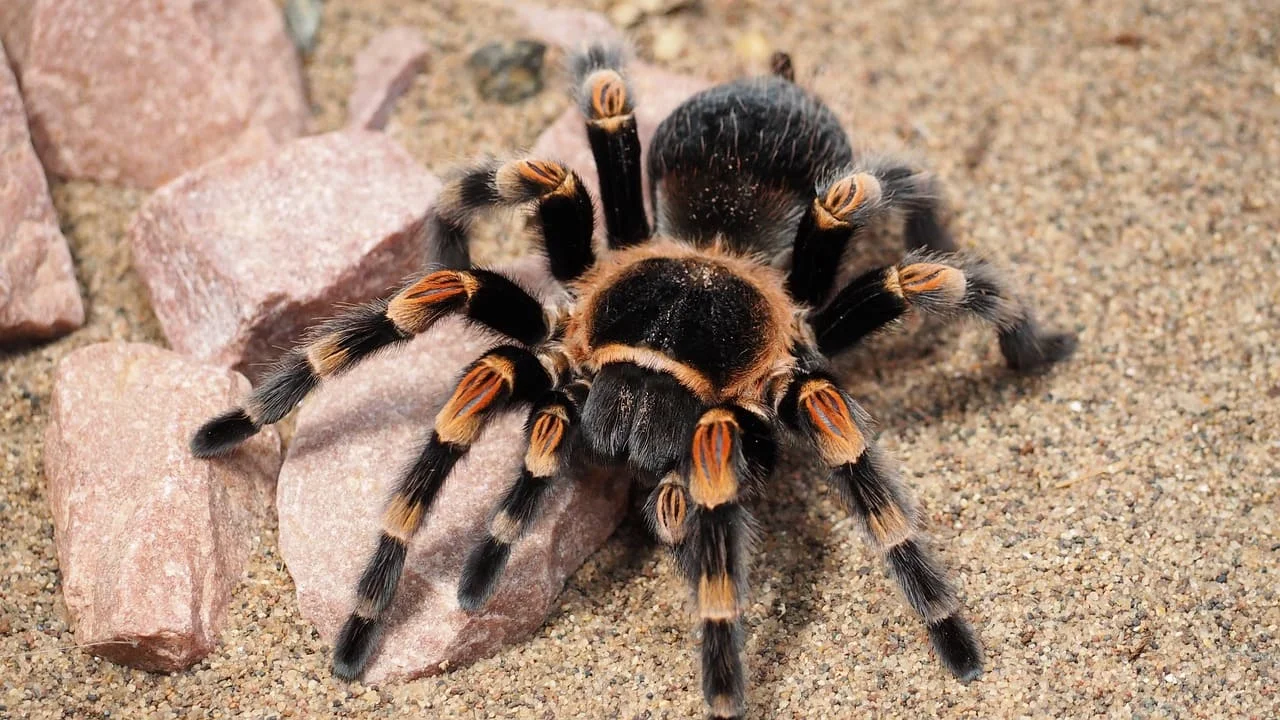 Tarántula desplazándose por un terreno seco