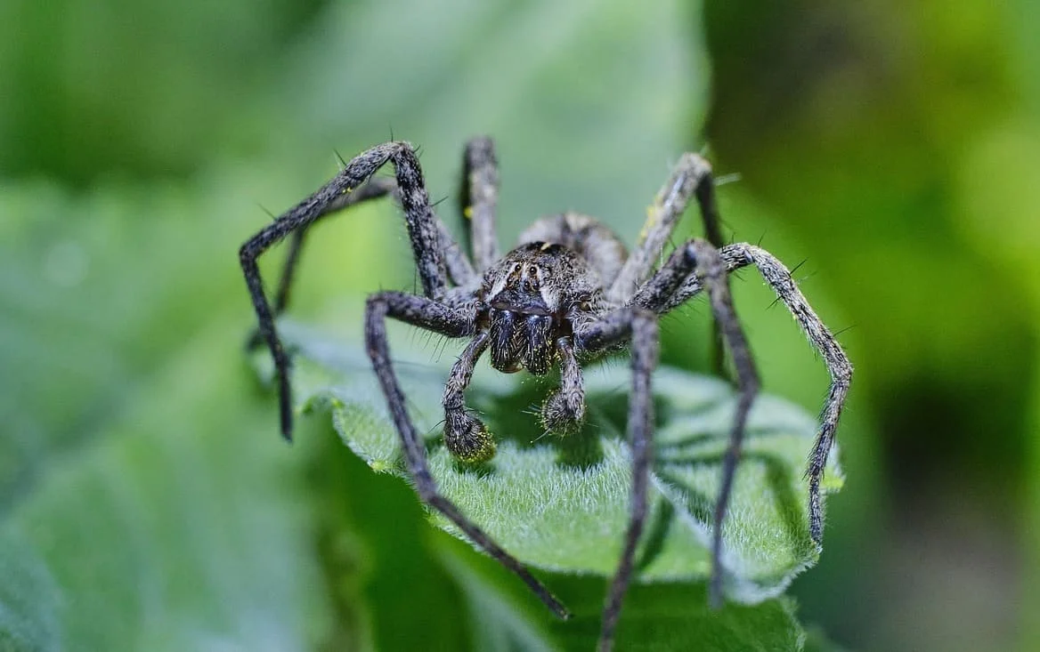Araña del lobo camuflada sobre una hoja verde