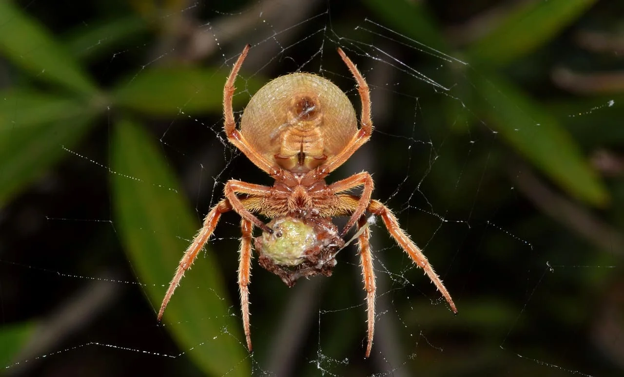 Araña de orbe cazando en su telaraña