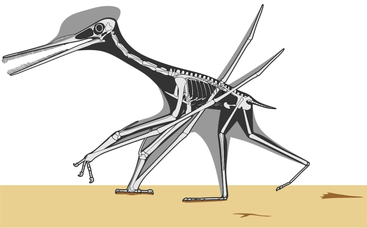 Reconstrucción esquelética de un pterosaurio caminando sobre una marisma
