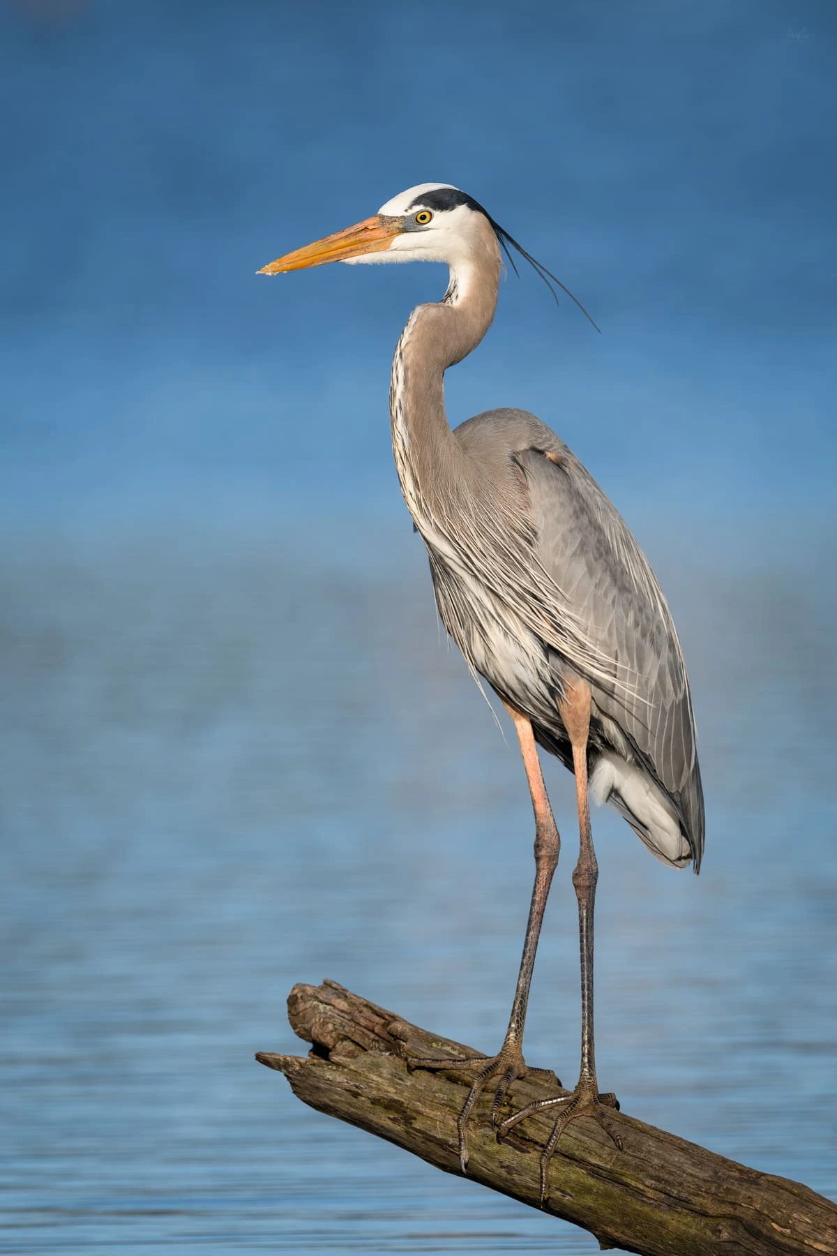 Gran garza azul posada sobre un tronco frente al agua