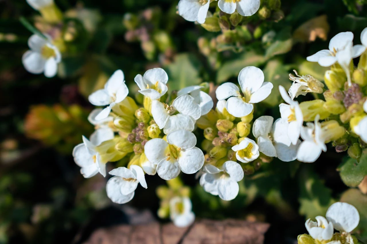 Flores blancas de Arabis alpina en entorno alpino