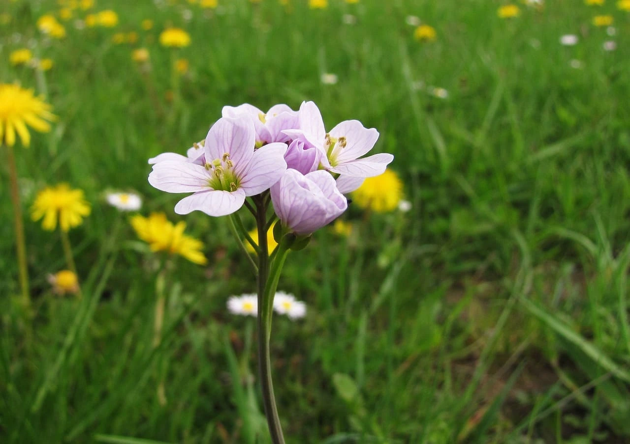 Cardamine pratensis floreciendo en un campo húmedo