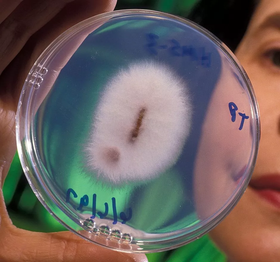 Cepa de Fusarium oxysporum en cultivo de laboratorio
