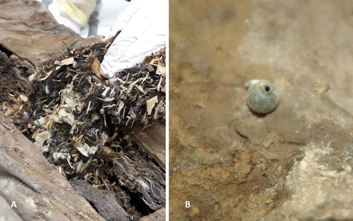Contenido extraño encontrado en la cavidad abdominal de la momia
