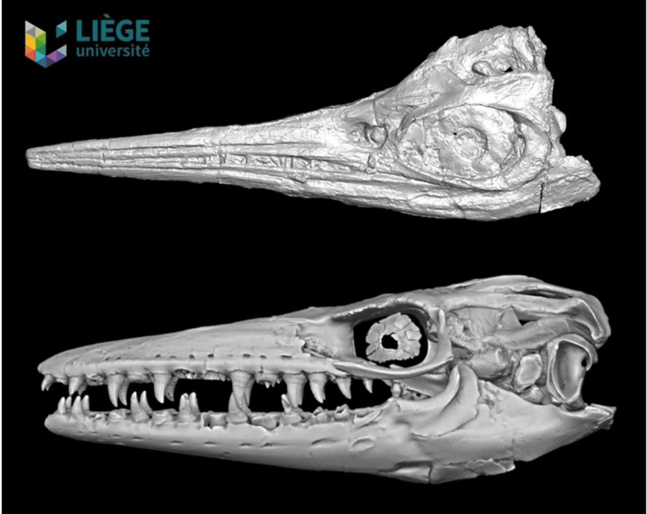 Modelos 3D de cráneos de reptiles marinos antes y después de la extinción del Cretácico medio.