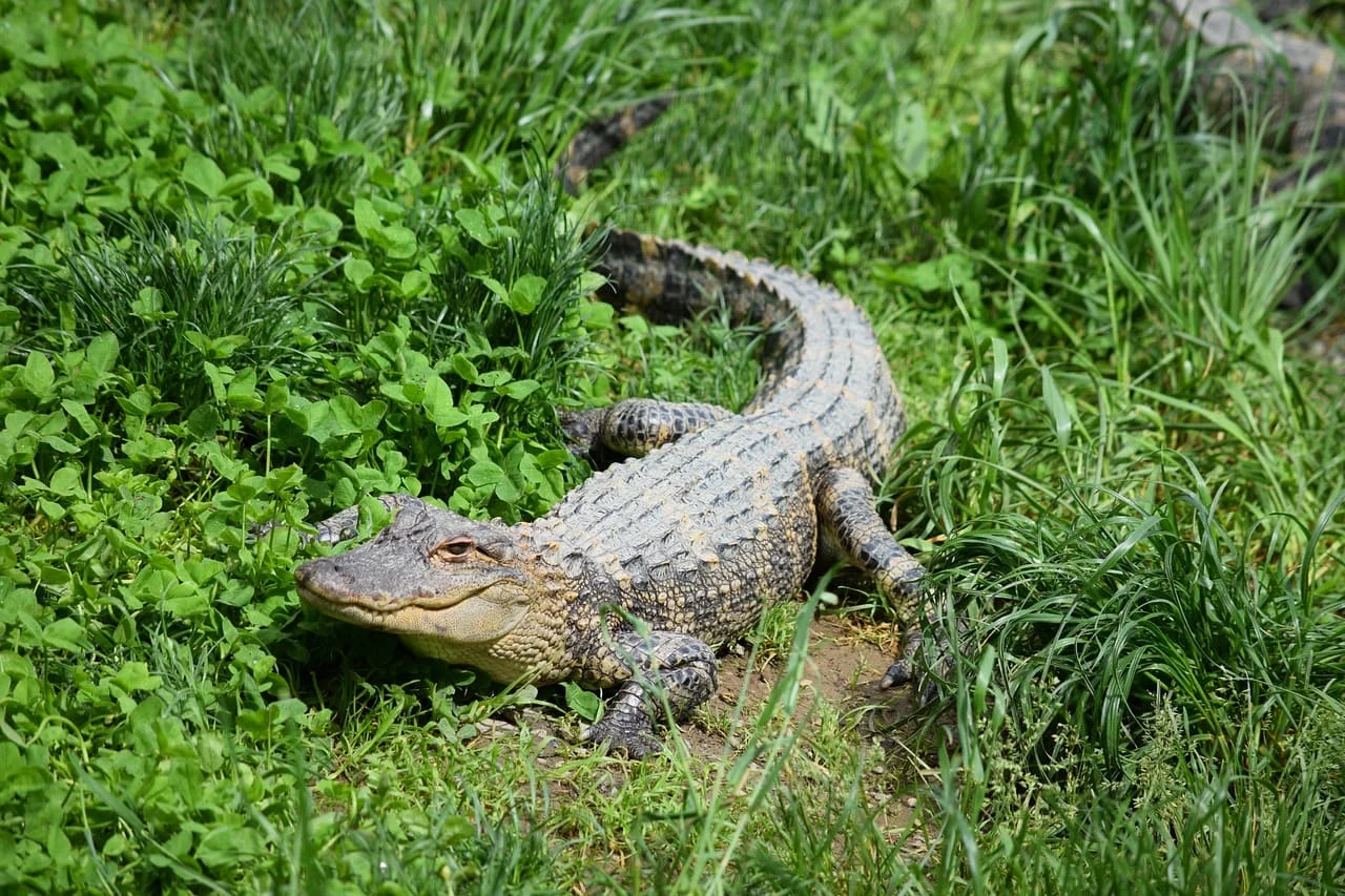 Cocodrilo acostado entre hierba en una zona tropical