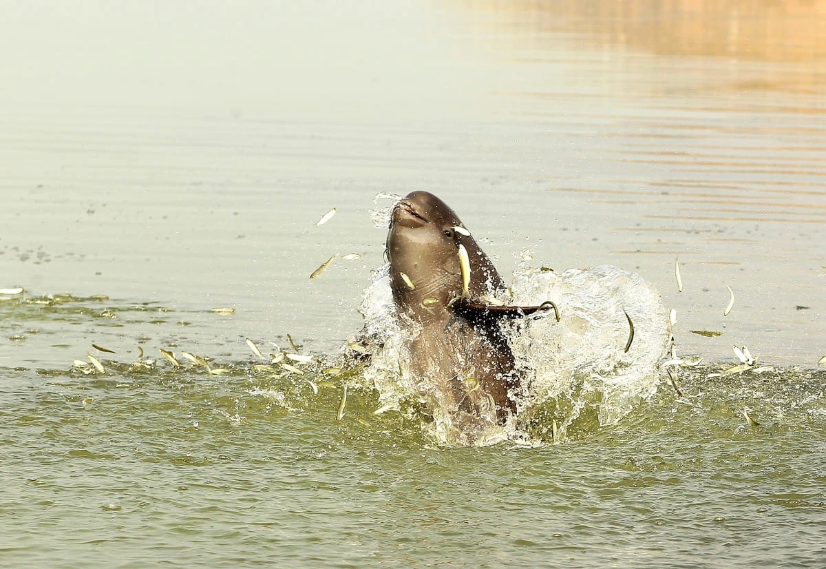 Marsopa sin aleta del Yangtsé cazando peces en el lago Poyang