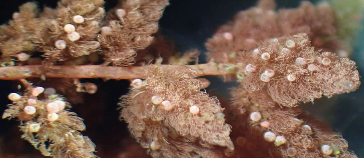 Zonas blancas alrededor de las estructuras reproductivas del alga roja