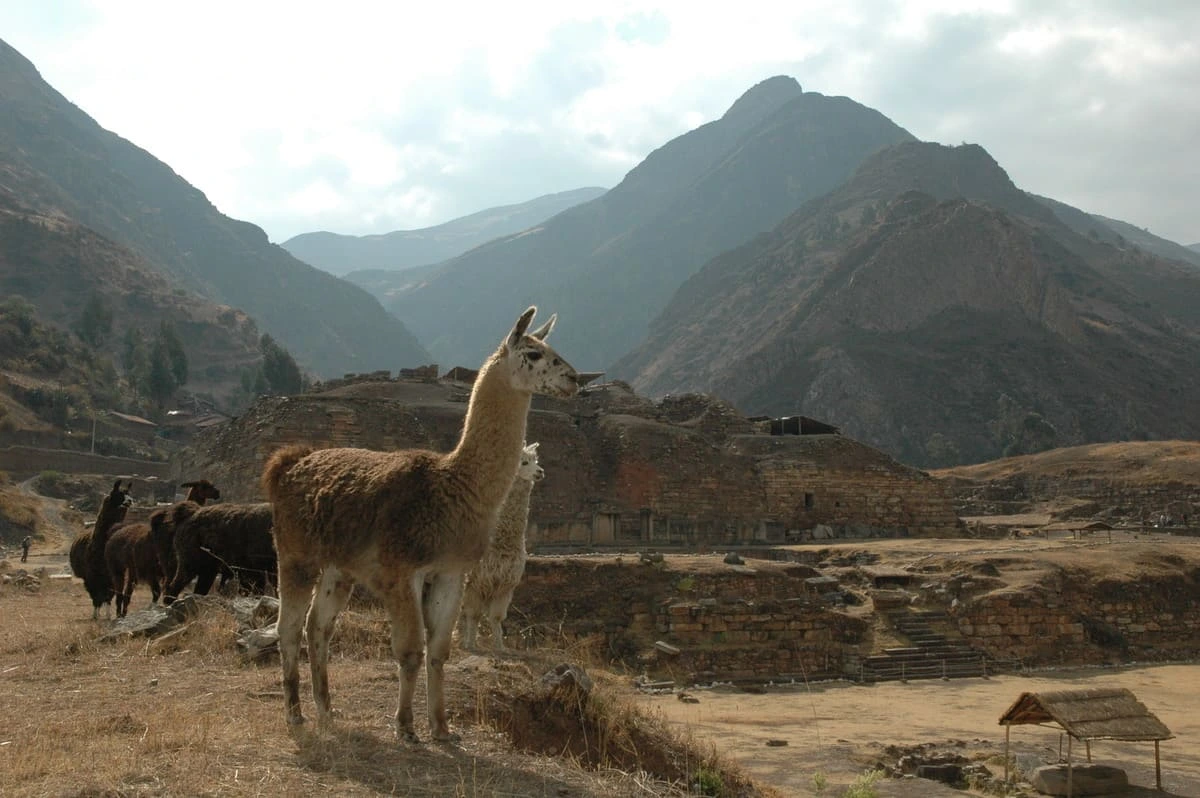 Llamas frente a los edificios monumentales de Chavín de Huántar en Perú