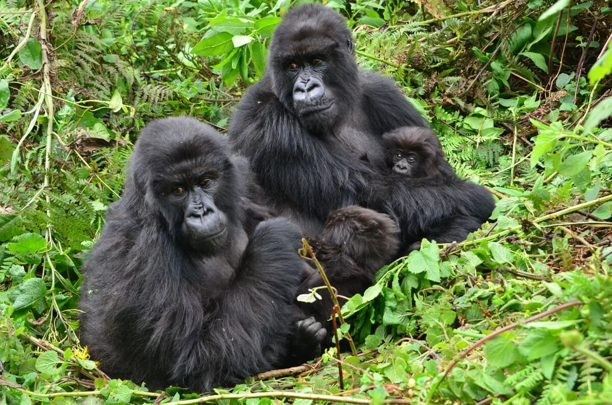 Tres generaciones de gorilas: Gutangara, Shishikara y Kira