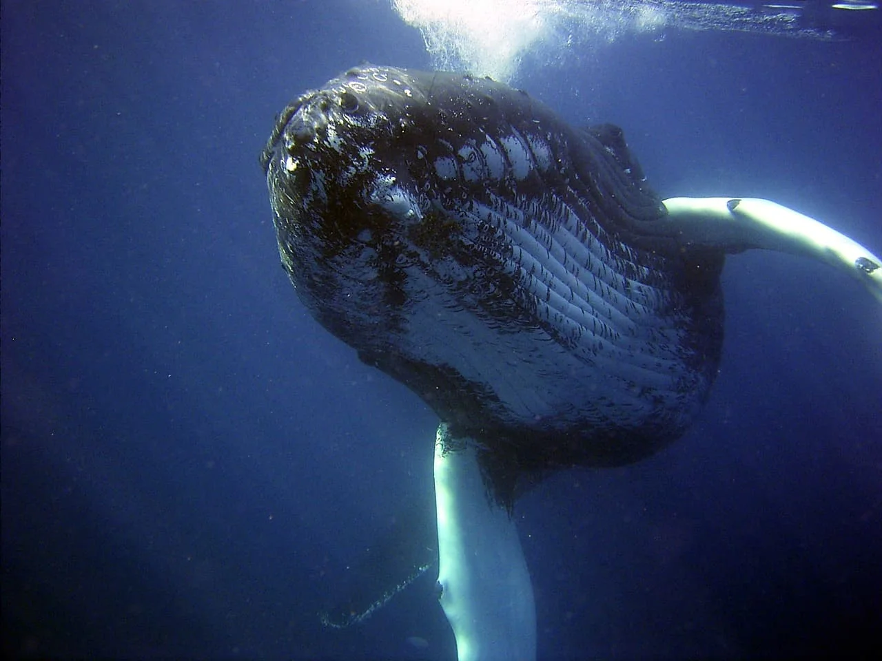 Ballena nadando en aguas profundas en el océano