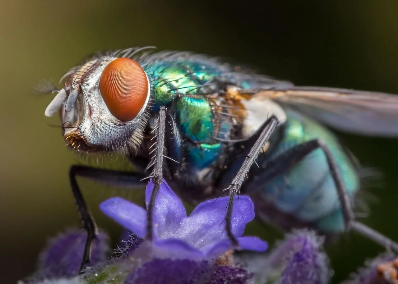 Primer plano de la mosca Cochliomyia hominivorax en Panamá