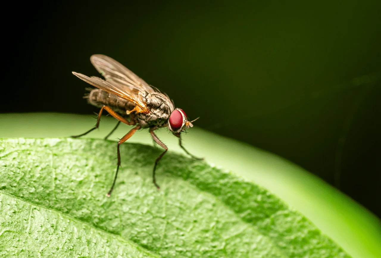 Mosca estéril utilizada en el control del gusano barrenador