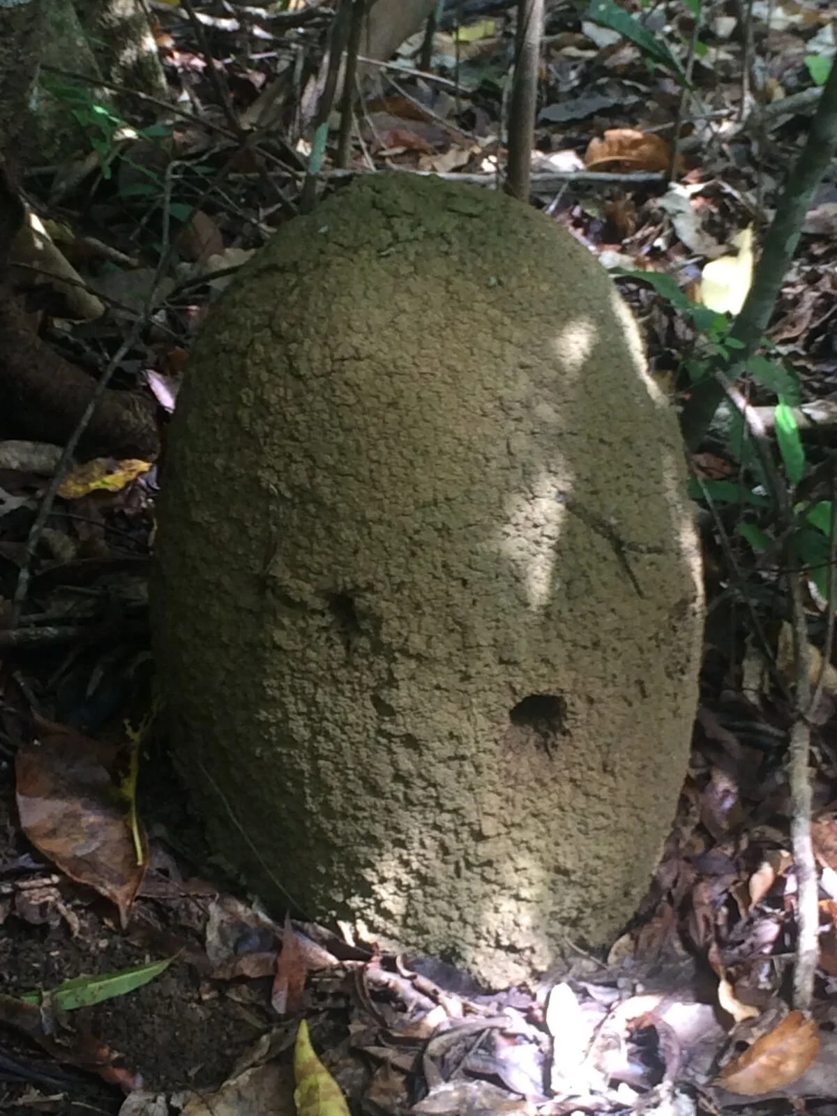 Montículo de termitas Microcerotermes en forma de huevo