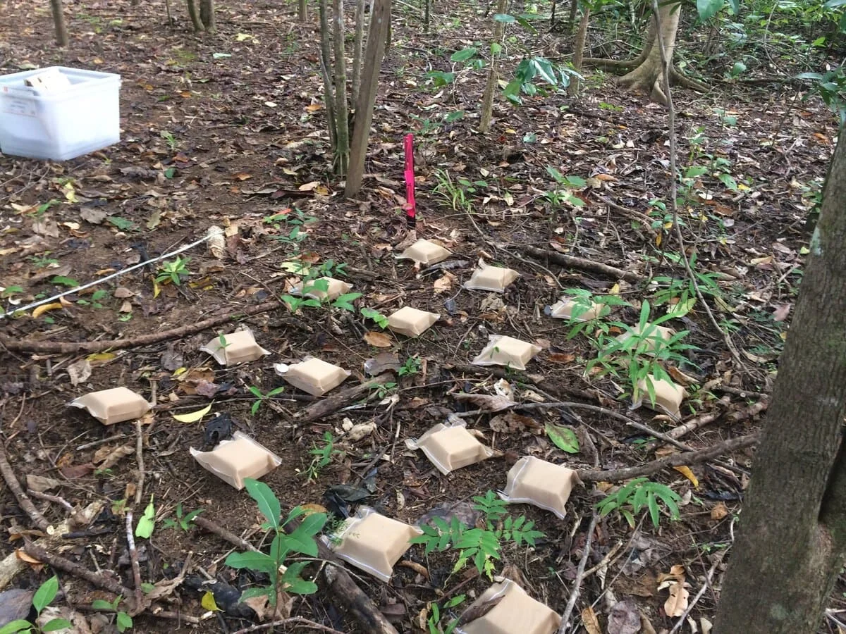 Bloques de madera distribuidos en un bosque joven para análisis de termitas y hongos