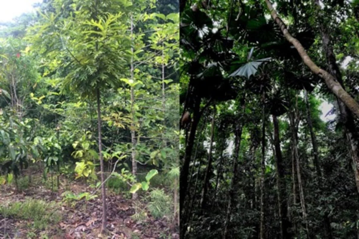 Comparación entre un bosque replantado y uno antiguo en la selva tropical