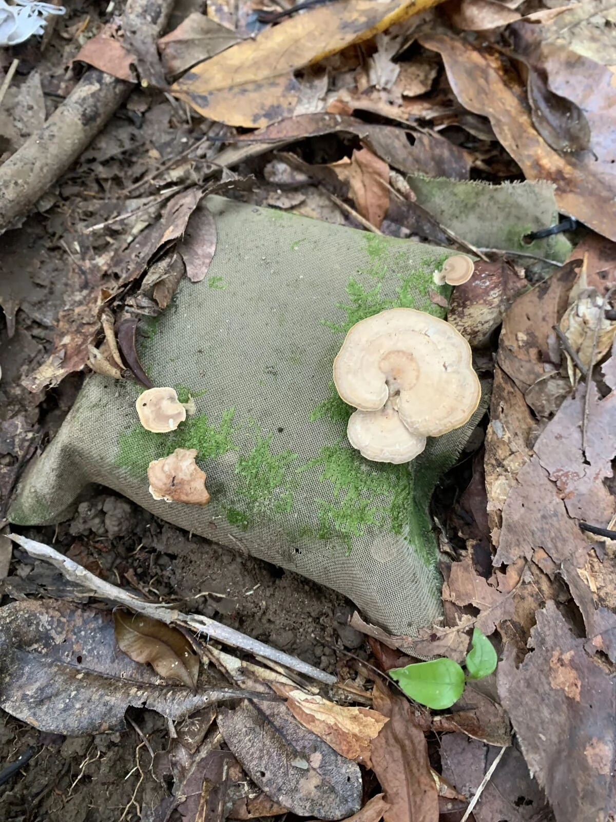 Bloque de madera con hongos creciendo sobre él