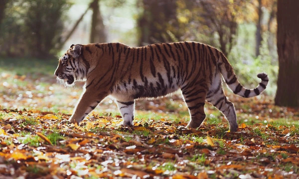 Tigre caminando sobre hojas en un bosque otoñal