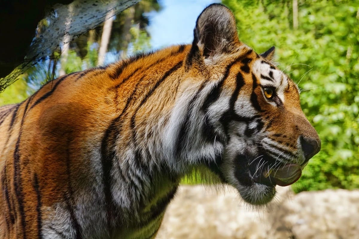 Primer plano de un tigre entre vegetación densa y luz natural