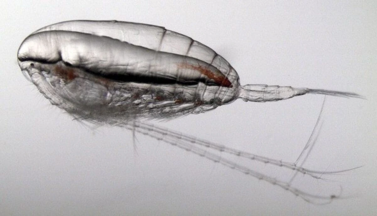 Vista microscópica del copépodo Calanus finmarchicus utilizado en estudios oceánicos